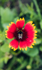 Close-up of a striped bumblebee sitting in the center of a Gaillardia flower against a blurred background. Insect and flower details. Pollination of flowering plants.
