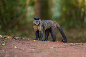 Black-striped Capuchin (Sapajus libidinosus), Macaco-prego