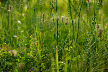 Close-up of tall, overgrown grass and plants in a meadow with a blurred background on a sunny day.
