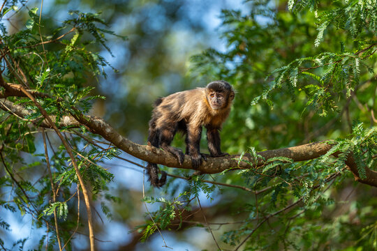Black-striped Capuchin (Sapajus libidinosus), Macaco-prego