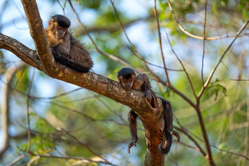 Black-striped Capuchin (Sapajus libidinosus), Macaco-prego