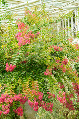 Crape myrtle or Lagerstroemia Indica plant in Saint Gallen in Switzerland