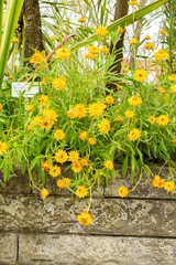 Golden everlasting or Xerochrysum Bracteatum plant in Saint Gallen in Switzerland