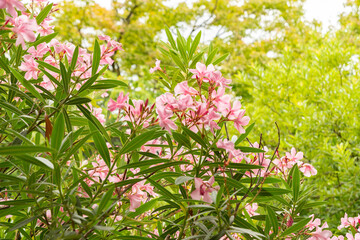 Rosebay or Nerium Oleander plant in Saint Gallen in Switzerland