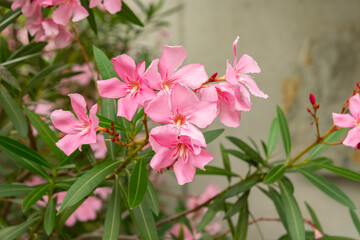 Rosebay or Nerium Oleander plant in Saint Gallen in Switzerland