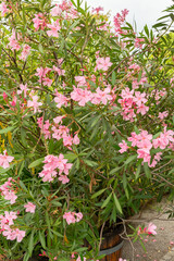 Rosebay or Nerium Oleander plant in Saint Gallen in Switzerland