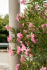 Rosebay or Nerium Oleander plant in Saint Gallen in Switzerland