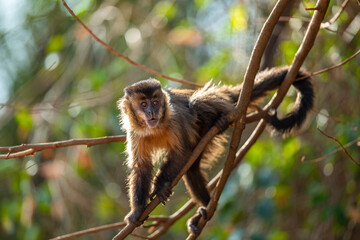 Black-striped Capuchin (Sapajus libidinosus), Macaco-prego