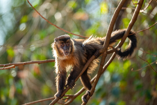 Black-striped Capuchin (Sapajus libidinosus), Macaco-prego