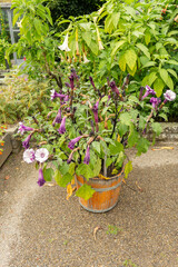 Indian thorn apple or Datura Metel plant in Saint Gallen in Switzerland