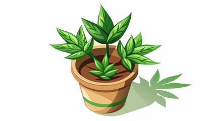 Green leafy plant growing in pot with white background and copy space as viewed from above