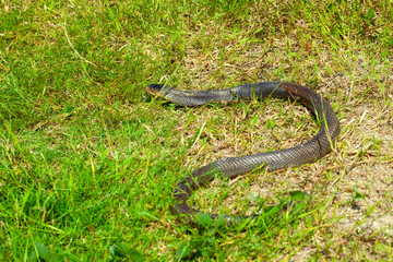 A cobra among green leaves in its natural habitat. likely sunbathing or alert. It appears to be in a defensive posture, commonly seen when snakes feel threatened or are on the lookout. .