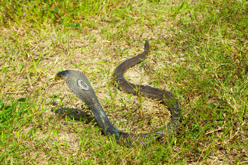 A cobra among green leaves in its natural habitat. likely sunbathing or alert. It appears to be in a defensive posture, commonly seen when snakes feel threatened or are on the lookout. .