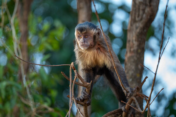 Black-striped Capuchin (Sapajus libidinosus), Macaco-prego
