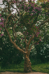 A tall lilac tree with blooming inflorescences against a background of white lilac trees. The shape of the plant evokes associations with the art of Bonsai. Amazing nature in the botanical garden.

