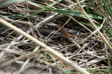 pink grasshopper in grass
