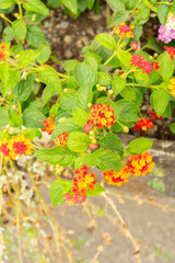 Lantana Camara plant in Saint Gallen in Switzerland