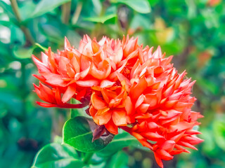 Ixora flower. Orange Ixora flowers.