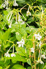 Jasmine tobacco or Nicotiana Alata plant in Saint Gallen in Switzerland