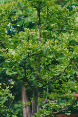 Ginkgo Biloba tree close-up against the background of the greenery of the park. Unusual shape of green leaves.
