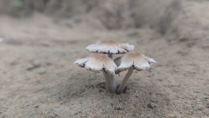 Edible fleshy Mashroom or Kukurmutta growing on ground. Mushroom is, spore bearing fruiting body or fungus, typically produced above ground. 