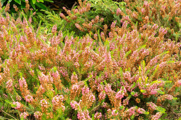 Cornish heath or Erica Vagans plant in Saint Gallen in Switzerland