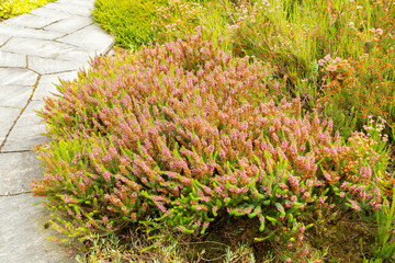 Cornish heath or Erica Vagans plant in Saint Gallen in Switzerland