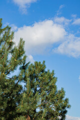 Green pine tree branches against a bright blue sky with white fluffy clouds in a nature scene.
