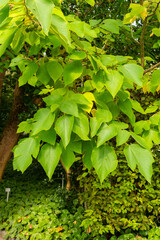 Paper mulberry or Broussonetia Papyrifera plant in Saint Gallen in Switzerland