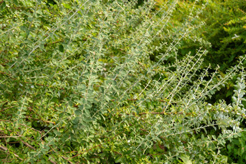 Netleaf barberry or Berberis Dictyophylla plant in Saint Gallen in Switzerland