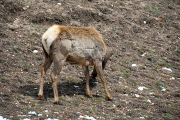 Elk close up in winter evergreen colorado