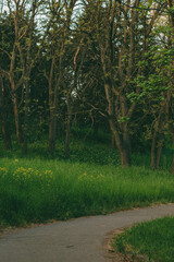 Fototapeta premium Asphalt road against the backdrop of tall green grass and trees. A hill with trees rises slightly above the road. Landscape in the botanical garden. 
