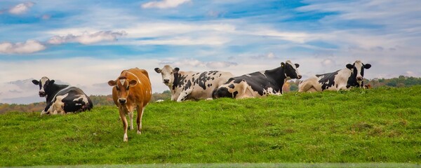 Five dairy cows resting in a green pasture in the finger lakes region of upper New York near...