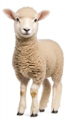 Fototapeta premium A charming lamb gazes curiously at the camera against a soft white background in a captivating full-body shot