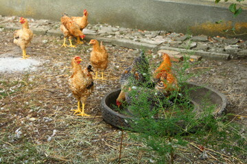 Chickens standing around a small pond