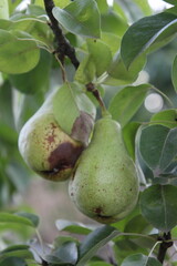 A green pear from a tree