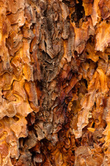 Close-up of Ponderosa pine bark, within Rocky Mountain National Park, Colorado