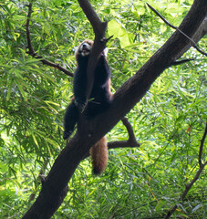 red panda climbng a tree in China