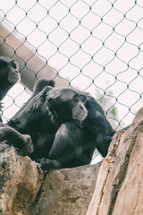 Two siamangs sit on a high rock in the zoo's enclosure and carefully look away. Caring for singing animals in captivity.
