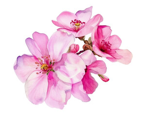 A cluster of pink cherry blossoms showcasing delicate petals and vibrant colors.