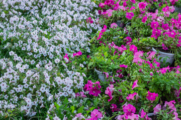 Bright pink and white petunias in bloom, covering a garden bed in vibrant color.

