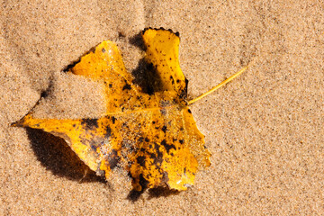 A cottonwood leaf in mid-November, partially buried by the beach sand at Kohler-Andrae State Park,...