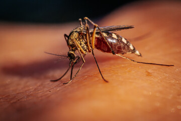 A detailed macro shot of a mosquito feeding on human skin, highlighting its body structure, legs,...