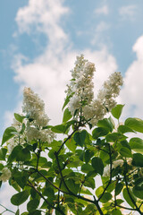 Branches with green leaves and white lilac inflorescences against a blue sky with light clouds. Flowers in a botanical garden during the flowering season.
