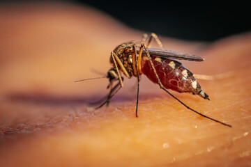 A detailed macro shot of a mosquito feeding on human skin, highlighting its body structure, legs, and proboscis. The image captures the insect in the act of drawing blood