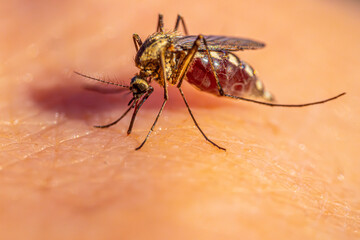 A detailed macro shot of a mosquito feeding on human skin, highlighting its body structure, legs, and proboscis. The image captures the insect in the act of drawing blood