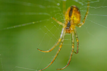 spider resting on its intricate web, set against a blurred green background. The spiders legs and body are detailed, showcasing the delicate hairs and the gossamer threads of the web.