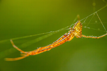 spider resting on its intricate web, set against a blurred green background. The spiders legs and body are detailed, showcasing the delicate hairs and the gossamer threads of the web.