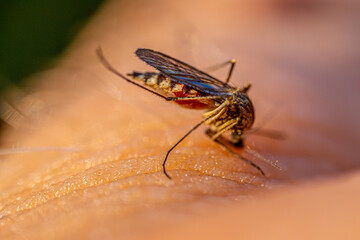 mosquito on human skin, with light refracting through the insects body. The abstract nature of the shot emphasizes the delicate details and texture, creating a unique visual effect