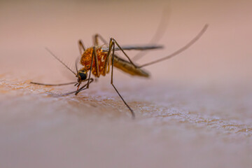 A detailed macro shot of a mosquito feeding on human skin, highlighting its body structure, legs, and proboscis. The image captures the insect in the act of drawing blood